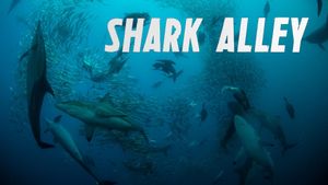 Shark Alley's poster