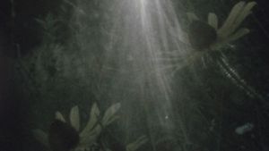 Fog on the Mountain's poster