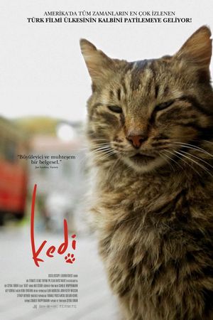 Kedi's poster