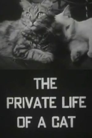 The Private Life of a Cat's poster