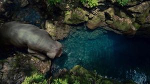 Okja's poster