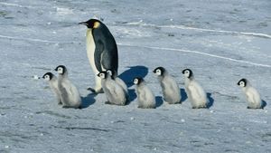 March of the Penguins's poster