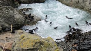 Fur Seals's poster