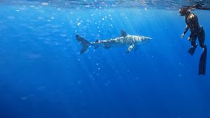 Maui Shark Mystery's poster