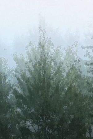 Wind's poster