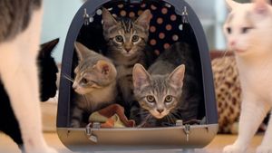 Cat Stories's poster