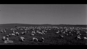 Gathering of Sheep's poster