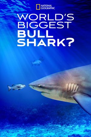 World's Biggest Bull Shark?'s poster