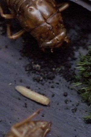 A Story Constructed of 17 Pieces of Space and 1 Maggot's poster