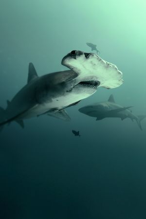 Bull Shark vs Hammerhead's poster