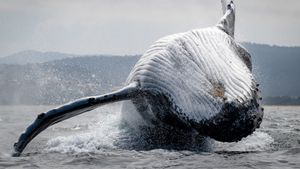 Southern Ocean Live's poster