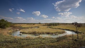 Into the Okavango's poster