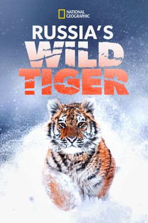 Russia's Wild Tiger's poster image