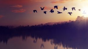 Planet of the Birds's poster