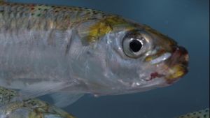 Sardine Run, le plus grand festin de l'océan's poster