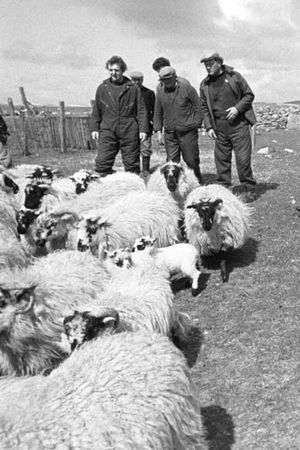 The Shepherds of Berneray's poster