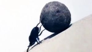 Dung Beetles's poster