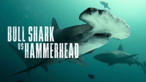 Bull Shark vs Hammerhead's poster