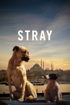 Stray's poster