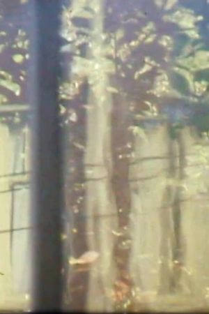 Windchimes, Window, Tree's poster