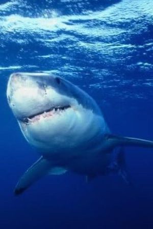 Great White Shark's poster