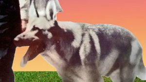 My Dog Shep's poster