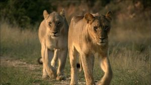 The White Lions's poster