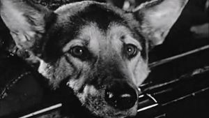 Le Chien's poster