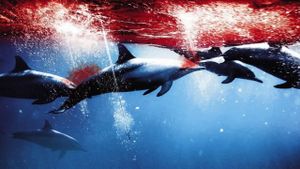The Cove's poster