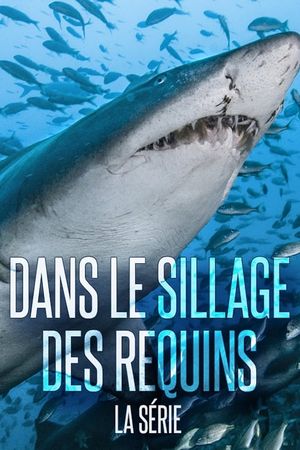 Dans Le Sillage Des Requins - La Vie Secrète's poster
