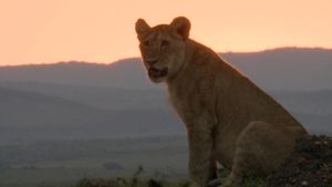 Lions Rule's poster