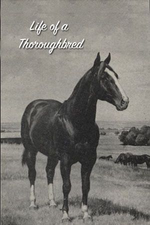 Life of a Thoroughbred's poster image