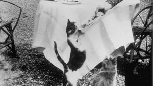 Repas des chats's poster
