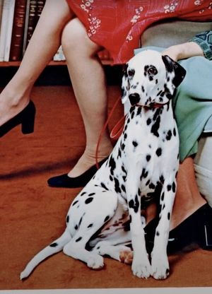 Dalmatian's poster