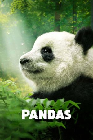 Pandas's poster