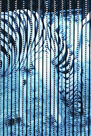 Zebras's poster