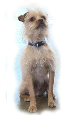 Pretty Little Doggie's poster
