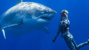 Saving Jaws's poster