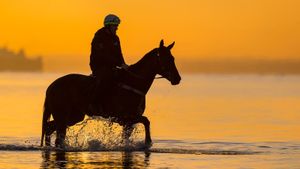 A Horse Named Winx's poster