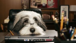 The Shaggy Dog's poster