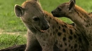 Eternal Enemies: Lions and Hyenas's poster