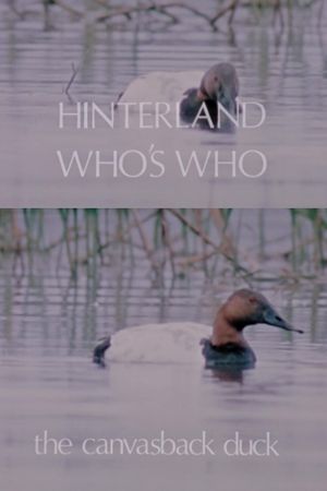 Hinterland Who's Who: The Canvasback Duck's poster