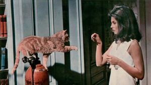 Eye of the Cat's poster