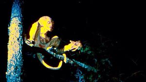 Pumpkinhead's poster