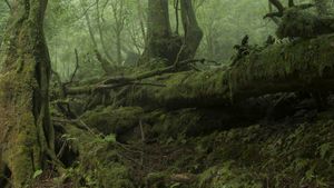 Do you hear the wind in the pine trees?'s poster
