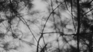 The Blair Witch Project's poster