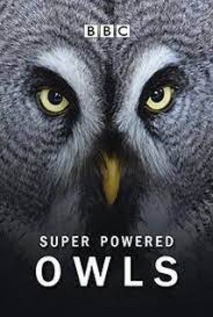 Super Powered Owls's poster