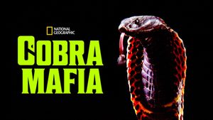 Cobra Mafia's poster