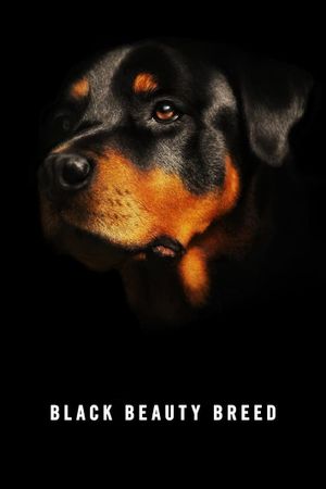 Black Beauty Breed's poster