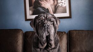 My Dog Stupid's poster